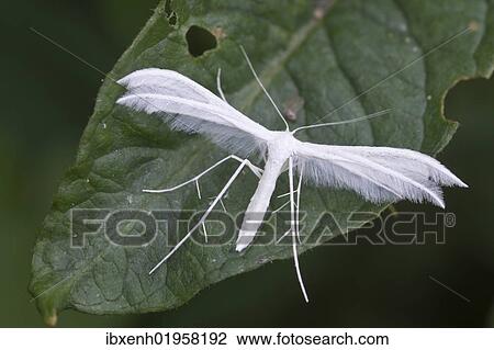 "White Plume Moth (Pterophorus pentadactyla), Haren, Emsland region, Lower Saxony, Germany, Europe" View Large Photo Image Stock Image - "White Plume Moth (Pterophorus pentadactyla), Haren, Emsland region, Lower Saxony, Germany, Europe". Fotosearch