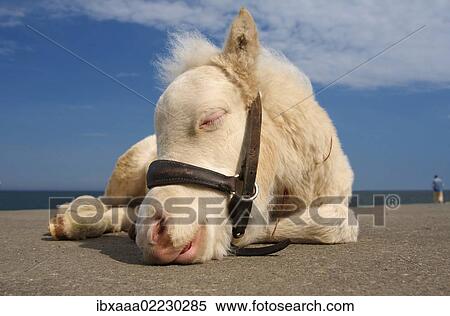 "White pony foal, Odessa, Ukraine, Eastern Europe, Europe" View Large Photo Image Stock Photography - "White pony foal, Odessa, Ukraine, Eastern Europe, Europe". Fotosearch