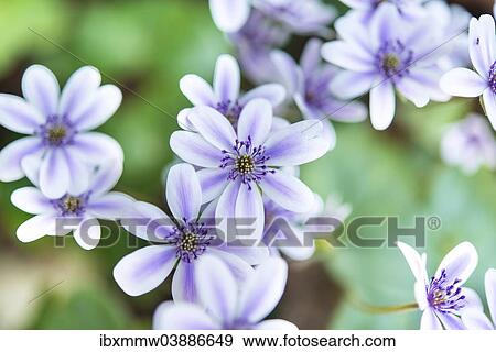"White-purple Hepatica or Liverwort (Hepatica), cultivar, close-up" View Large Photo Image Stock Photo - "White-purple Hepatica or Liverwort (Hepatica), cultivar, close-up". Fotosearch