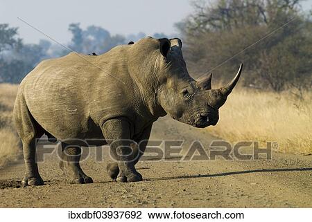 "White Rhinoceros (Ceratotherium simum) with a Red-billed Oxpecker (Buphagus erythrorhynchus), in the middle of a road, Kruger National Park, South Africa, Africa" View Large Photo Image Stock Image - "White Rhinoceros (Ceratotherium simum) with a Red-billed Oxpecker (Buphagus erythrorhynchus), in the middle of a road, Kruger National Park, South Africa, Africa". Fotosearch