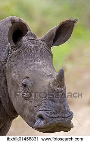 "White Rhinoceros (Ceratotherium simum), iSimangaliso-Wetland-Park, South Africa, Africa" View Large Photo Image Stock Image - "White Rhinoceros (Ceratotherium simum), iSimangaliso-Wetland-Park, South Africa, Africa". Fotosearch