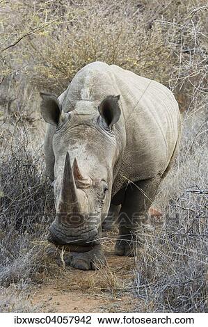 Stock Image - "White Rhinoceros (Ceratotherium simum), Namibia, Africa". Fotosearch