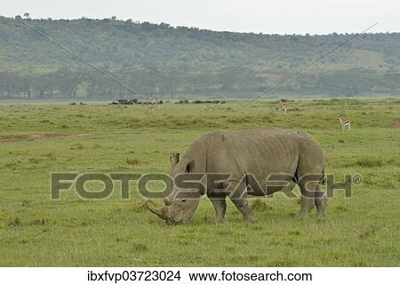"White Rhinoceros or Square-lipped Rhinoceros (Ceratotherium simum), Lake Nakuru National Park, near Nakuru, Rift Valley Province, Kenya, Africa" View Large Photo Image Picture - "White Rhinoceros or Square-lipped Rhinoceros (Ceratotherium simum), Lake Nakuru National Park, near Nakuru, Rift Valley Province, Kenya, Africa". Fotosearch