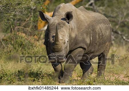 Picture - "White Rhinoceros or Square-lipped rhinoceros (Ceratotherium simum), St. Lucia Wetland National Park, South Africa, Africa". Fotosearch