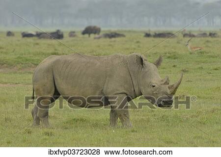 "White Rhinoceros or Square-lipped Rhinoceros (Ceratotherium simum), Lake Nakuru National Park, near Nakuru, Rift Valley Province, Kenya, Africa" View Large Photo Image Stock Photo - "White Rhinoceros or Square-lipped Rhinoceros (Ceratotherium simum), Lake Nakuru National Park, near Nakuru, Rift Valley Province, Kenya, Africa". Fotosearch