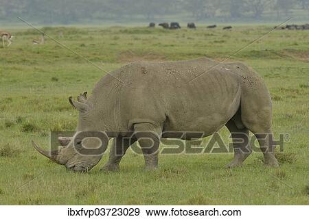 "White Rhinoceros or Square-lipped Rhinoceros (Ceratotherium simum), Lake Nakuru National Park, near Nakuru, Rift Valley Province, Kenya, Africa" View Large Photo Image Stock Photo - "White Rhinoceros or Square-lipped Rhinoceros (Ceratotherium simum), Lake Nakuru National Park, near Nakuru, Rift Valley Province, Kenya, Africa". Fotosearch