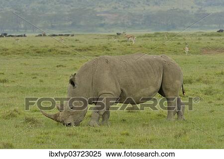 "White Rhinoceros or Square-lipped Rhinoceros (Ceratotherium simum), Lake Nakuru National Park, near Nakuru, Rift Valley Province, Kenya, Africa" View Large Photo Image Stock Photography - "White Rhinoceros or Square-lipped Rhinoceros (Ceratotherium simum), Lake Nakuru National Park, near Nakuru, Rift Valley Province, Kenya, Africa". Fotosearch