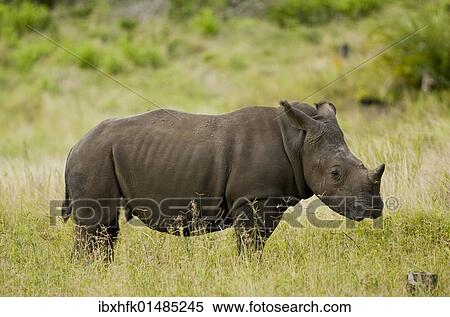 Stock Photography - "White Rhinoceros or Square-lipped rhinoceros (Ceratotherium simum), St. Lucia Wetland National Park, South Africa, Africa". Fotosearch