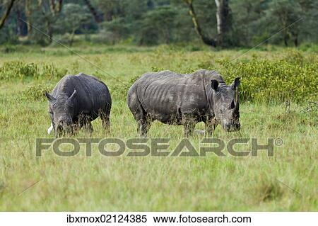 "White Rhinoceroses (Ceratotherium simum), Lake Nakuru National Park, Kenya, East Africa, PublicGround, Africa" View Large Photo Image Stock Photography - "White Rhinoceroses (Ceratotherium simum), Lake Nakuru National Park, Kenya, East Africa, PublicGround, Africa". Fotosearch