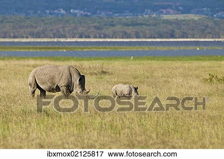 "White Rhinoceroses or Square-lipped Rhinoceroses (Ceratotherium simum), adult with a calf, Lake Nakuru National Park, Kenya, East Africa, Africa" View Large Photo Image Stock Photo - "White Rhinoceroses or Square-lipped Rhinoceroses (Ceratotherium simum), adult with a calf, Lake Nakuru National Park, Kenya, East Africa, Africa". Fotosearch