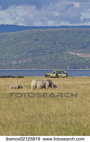 "White Rhinoceroses or Square-lipped Rhinoceroses (Ceratotherium simum), adult animals in front of an off-road vehicle, Lake Nakuru National Park, Kenya, East Africa, Africa, PublicGround, Africa" View Large Photo Image Stock Photo - "White Rhinoceroses or Square-lipped Rhinoceroses (Ceratotherium simum), adult animals in front of an off-road vehicle, Lake Nakuru National Park, Kenya, East Africa, Africa, PublicGround, Africa". Fotosearch