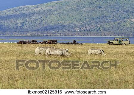 Stock Photograph - "White Rhinoceroses or Square-lipped Rhinoceroses (Ceratotherium simum), adult animals in front of buffalo and an off-road vehicle, Lake Nakuru National Park, Kenya, East Africa, Africa, PublicGround, Africa". Fotosearch