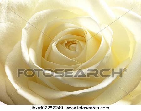 White rose (Rosa) View Large Photo Image Stock Photo - White rose (Rosa). Fotosearch