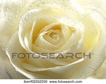 White rose (Rosa) with dew drops View Large Photo Image Stock Image - White rose (Rosa) with dew drops. Fotosearch