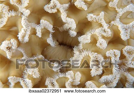 "White senile anemone, Plumose anemone or Frilled anemone (Metridium senile), Japan Sea, Far East, Primorsky Krai, Russian Federation" View Large Photo Image Stock Image - "White senile anemone, Plumose anemone or Frilled anemone (Metridium senile), Japan Sea, Far East, Primorsky Krai, Russian Federation". Fotosearch