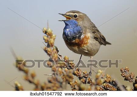 White-spotted Bluethroat (Luscinia svecica cyanecula) View Large Photo Image Stock Image - White-spotted Bluethroat (Luscinia svecica cyanecula). Fotosearch