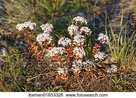 "White Stonecrop (Sedum album), Bavaria, Germany, Europe" View Large Photo Image Stock Photograph - "White Stonecrop (Sedum album), Bavaria, Germany, Europe". Fotosearch