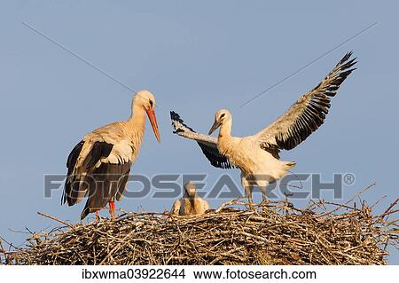 "White Stork (Ciconia ciconia), adult bird with two chicks on the nest, North Hesse, Kassel" View Large Photo Image Picture - "White Stork (Ciconia ciconia), adult bird with two chicks on the nest, North Hesse, Kassel". Fotosearch