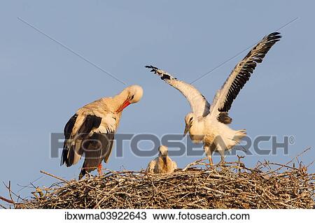 "White Stork (Ciconia ciconia), adult bird with two chicks on the nest, North Hesse, Kassel" View Large Photo Image Stock Image - "White Stork (Ciconia ciconia), adult bird with two chicks on the nest, North Hesse, Kassel". Fotosearch