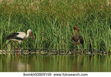 "White Stork (Ciconia ciconia) and a Black Stork (Ciconia nigra), Mecklenburg-Western Pomerania, Germany, Europe" View Large Photo Image Stock Photo - "White Stork (Ciconia ciconia) and a Black Stork (Ciconia nigra), Mecklenburg-Western Pomerania, Germany, Europe". Fotosearch