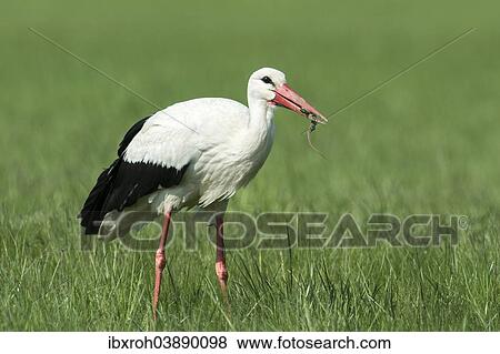 "White Stork (Ciconia ciconia) feeding on prey, Burgenland, Austria, Europe" View Large Photo Image Stock Photo - "White Stork (Ciconia ciconia) feeding on prey, Burgenland, Austria, Europe". Fotosearch