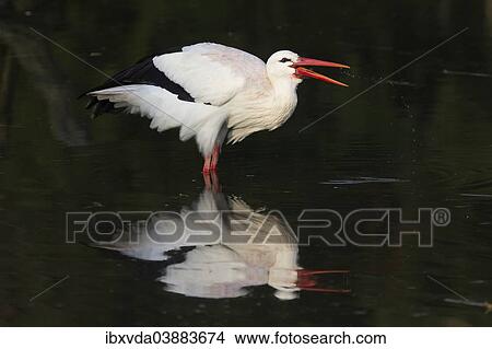"White Stork (Ciconia ciconia) foraging for food, Munsterland, North Rhine-Westphalia, Germany, Europe" View Large Photo Image Picture - "White Stork (Ciconia ciconia) foraging for food, Munsterland, North Rhine-Westphalia, Germany, Europe". Fotosearch