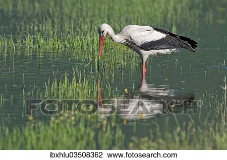 "White Stork (Ciconia ciconia) foraging for food, Lake Kerkini, Central Macedonia, Greece, Europe" View Large Photo Image Stock Image - "White Stork (Ciconia ciconia) foraging for food, Lake Kerkini, Central Macedonia, Greece, Europe". Fotosearch