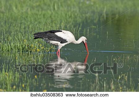 "White Stork (Ciconia ciconia) foraging for food, Lake Kerkini, Central Macedonia, Greece, Europe" View Large Photo Image Stock Image - "White Stork (Ciconia ciconia) foraging for food, Lake Kerkini, Central Macedonia, Greece, Europe". Fotosearch