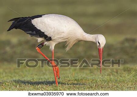 "White Stork (Ciconia ciconia) foraging on meadow, North Hesse, Hesse, Germany, Europe" View Large Photo Image Stock Image - "White Stork (Ciconia ciconia) foraging on meadow, North Hesse, Hesse, Germany, Europe". Fotosearch
