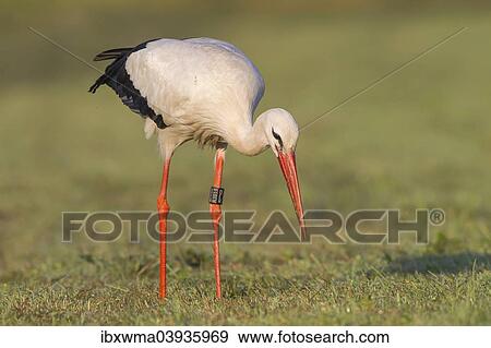 "White Stork (Ciconia ciconia) foraging on meadow, North Hesse, Hesse, Germany, Europe" View Large Photo Image Stock Photo - "White Stork (Ciconia ciconia) foraging on meadow, North Hesse, Hesse, Germany, Europe". Fotosearch