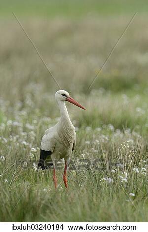 "White Stork (Ciconia ciconia), Hude, Lower Saxony, Germany, Europe" View Large Photo Image Picture - "White Stork (Ciconia ciconia), Hude, Lower Saxony, Germany, Europe". Fotosearch