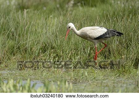 "White Stork (Ciconia ciconia), Hude, Lower Saxony, Germany, Europe" View Large Photo Image Stock Image - "White Stork (Ciconia ciconia), Hude, Lower Saxony, Germany, Europe". Fotosearch