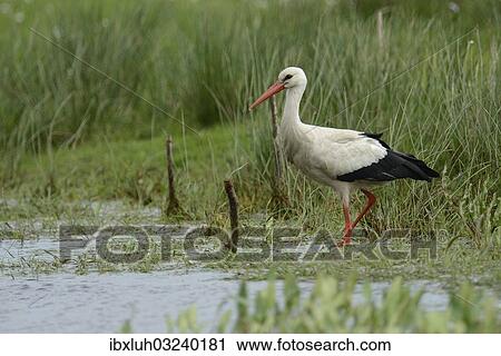 Stock Image - "White Stork (Ciconia ciconia), Hude, Lower Saxony, Germany, Europe". Fotosearch