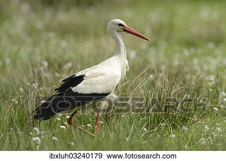 "White Stork (Ciconia ciconia), Hude, Lower Saxony, Germany, Europe" View Large Photo Image Stock Photo - "White Stork (Ciconia ciconia), Hude, Lower Saxony, Germany, Europe". Fotosearch