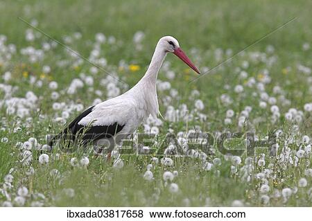Stock Photo - "White Stork (Ciconia ciconia) in a dandelion meadow, Burgenland, Austria, Europe". Fotosearch
