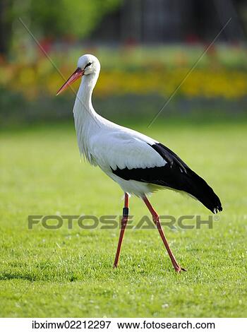 "White Stork (Ciconia ciconia) in a meadow, Stuttgart, Baden-Wuerttemberg, Germany, Europe" View Large Photo Image Stock Photo - "White Stork (Ciconia ciconia) in a meadow, Stuttgart, Baden-Wuerttemberg, Germany, Europe". Fotosearch