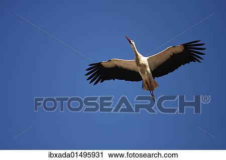 "White Stork (Ciconia ciconia) in flight, Exdremadura, Spain, Europe" View Large Photo Image Stock Image - "White Stork (Ciconia ciconia) in flight, Exdremadura, Spain, Europe". Fotosearch
