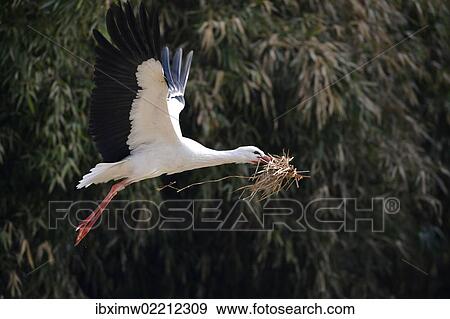 "White Stork (Ciconia ciconia) in flight with nesting material, Stuttgart, Baden-Wuerttemberg, Germany, Europe" View Large Photo Image Stock Photo - "White Stork (Ciconia ciconia) in flight with nesting material, Stuttgart, Baden-Wuerttemberg, Germany, Europe". Fotosearch