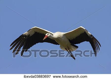 "White Stork (Ciconia ciconia) in flight, Munsterland, North Rhine-Westphalia, Germany, Europe" View Large Photo Image Stock Photo - "White Stork (Ciconia ciconia) in flight, Munsterland, North Rhine-Westphalia, Germany, Europe". Fotosearch
