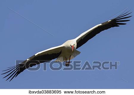 "White Stork (Ciconia ciconia) in flight, Munsterland, North Rhine-Westphalia, Germany, Europe" View Large Photo Image Stock Photography - "White Stork (Ciconia ciconia) in flight, Munsterland, North Rhine-Westphalia, Germany, Europe". Fotosearch