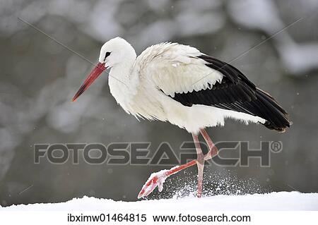 Stock Photography - White Stork (Ciconia ciconia) in winter. Fotosearch