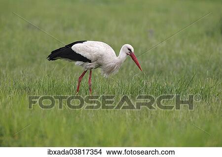 "White Stork (Ciconia ciconia) on a meadow, Burgenland, Austria, Europe" View Large Photo Image Picture - "White Stork (Ciconia ciconia) on a meadow, Burgenland, Austria, Europe". Fotosearch