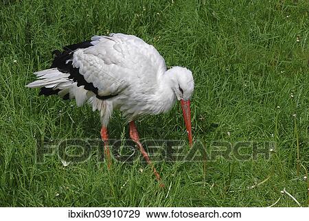 "White Stork (Ciconia ciconia) on a meadow, Schleswig-Holstein, Germany, Europe" View Large Photo Image Stock Photo - "White Stork (Ciconia ciconia) on a meadow, Schleswig-Holstein, Germany, Europe". Fotosearch