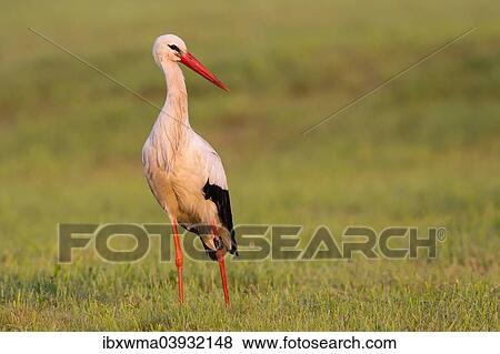 "White Stork (Ciconia ciconia), on a meadow, North Hesse, Hesse, Germany, Europe" View Large Photo Image Stock Photo - "White Stork (Ciconia ciconia), on a meadow, North Hesse, Hesse, Germany, Europe". Fotosearch