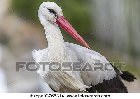 "White Stork (Ciconia ciconia), Extremadura, Spain, Europe" View Large Photo Image Picture - "White Stork (Ciconia ciconia), Extremadura, Spain, Europe". Fotosearch