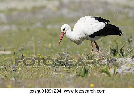 "White Stork (Ciconia ciconia), foraging" View Large Photo Image Picture - "White Stork (Ciconia ciconia), foraging". Fotosearch