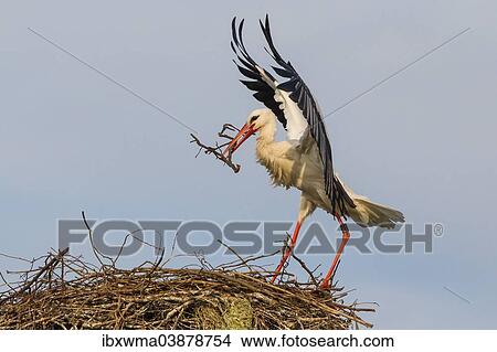 "White stork (Ciconia ciconia) approaching nest with nesting material, North Hesse, Hesse, Germany, Europe" View Large Photo Image Picture - "White stork (Ciconia ciconia) approaching nest with nesting material, North Hesse, Hesse, Germany, Europe". Fotosearch