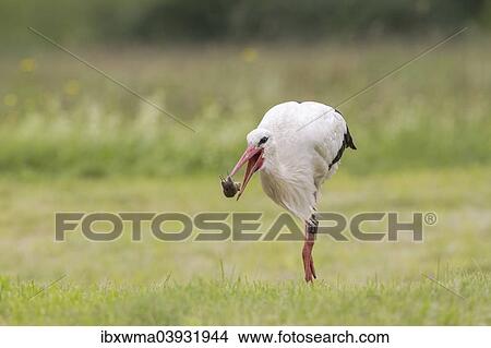 "White Stork (Ciconia ciconia) capturing European Water Vole (Arvicola terrestris), North Hesse, Hesse, Germany, Europe" View Large Photo Image Picture - "White Stork (Ciconia ciconia) capturing European Water Vole (Arvicola terrestris), North Hesse, Hesse, Germany, Europe". Fotosearch