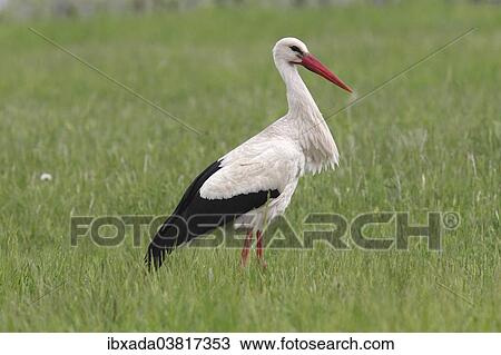"White Stork (Ciconia ciconia) standing on a meadow, Burgenland, Austria, Europe" View Large Photo Image Stock Image - "White Stork (Ciconia ciconia) standing on a meadow, Burgenland, Austria, Europe". Fotosearch