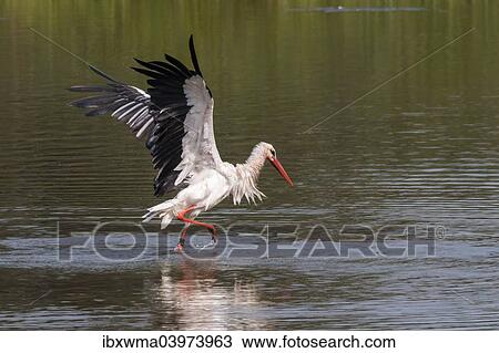 "White Stork (Ciconia ciconia) standing in water, bathing, with wings spread, North Hesse, Hesse, Germany, Europe" View Large Photo Image Stock Image - "White Stork (Ciconia ciconia) standing in water, bathing, with wings spread, North Hesse, Hesse, Germany, Europe". Fotosearch